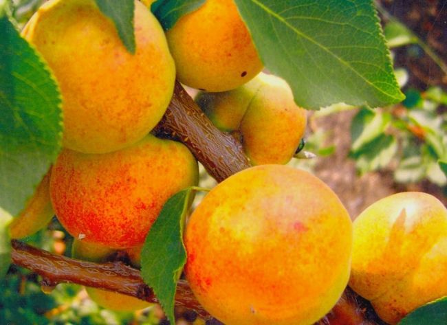 Популярні сорти абрикосів: який обрати. Зараз не можна уявити жодну дачну ділянку, на якій не вирощували б дерево абрикоса.