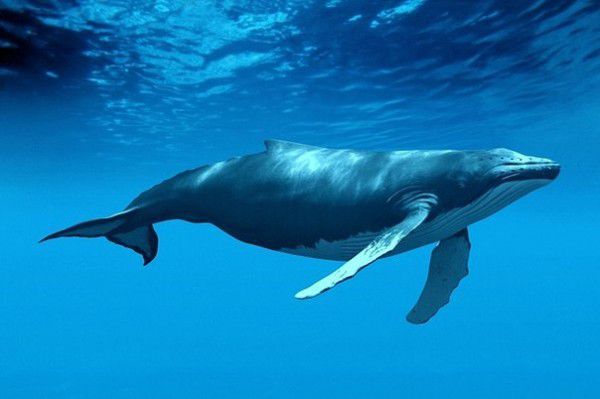 Грінпіс обурений: Японія відновлює китобійний промисел. Це в Японії було заборонено більше 30 років.