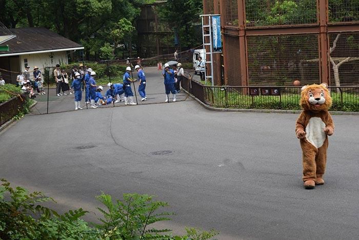 Японський зоопарк розіграв виставу втечі підробленого лева й ось яка була реакція справжніх левів. Великі кішки виявилися розумнішими.