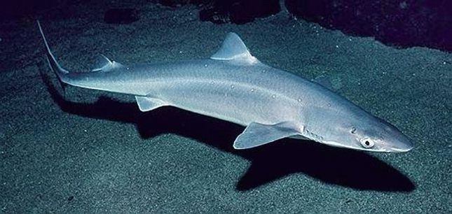 Які види акул водяться в Чорному морі?. Чи зможуть акули порушити безтурботний відпочинок на морському узбережжі?
