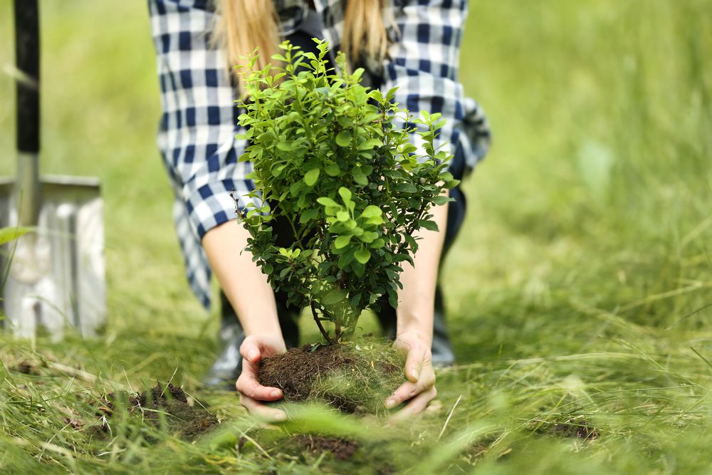 Мінрегіон заборонив садити дерева на мінімальній відстані від кордону з сусідською ділянкою. Нові норми вже опубліковані та офіційно набирають чинності з 1 жовтня 2019 року.