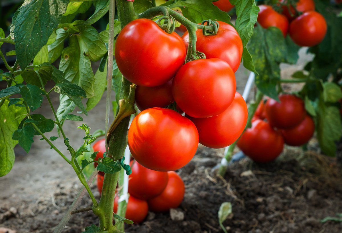 Шість міфів про вирощування помідорів в які Ви досі вірите. Томати — улюблений овоч всіх городників.