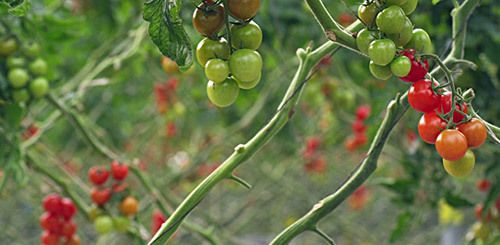 Шість міфів про вирощування помідорів в які Ви досі вірите. Томати — улюблений овоч всіх городників.