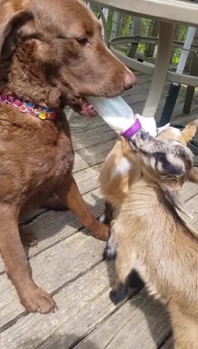 Фермерська собака стала мамою для маленьких козенят і навіть самостійно годує їх з пляшечки. Собака стала опікуватися малими козенятами.