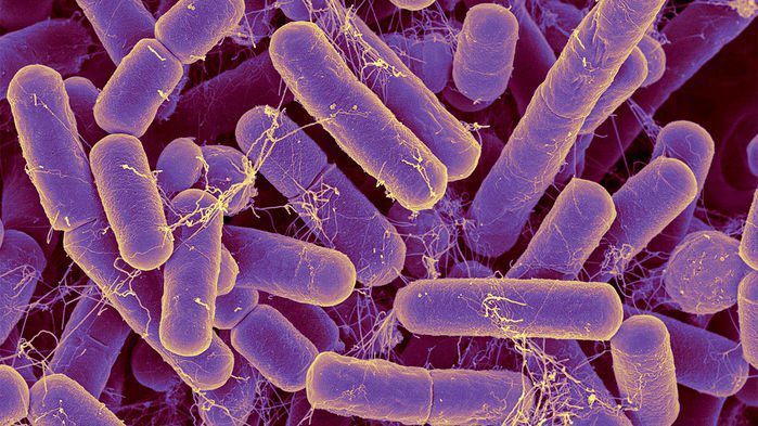 Вчені створили бактерії для лікування раку. Вчені створили штам непатогенних бактерій, які можуть колонізувати тверді пухлини у мишей і безпечно доставляти потужні ліки.