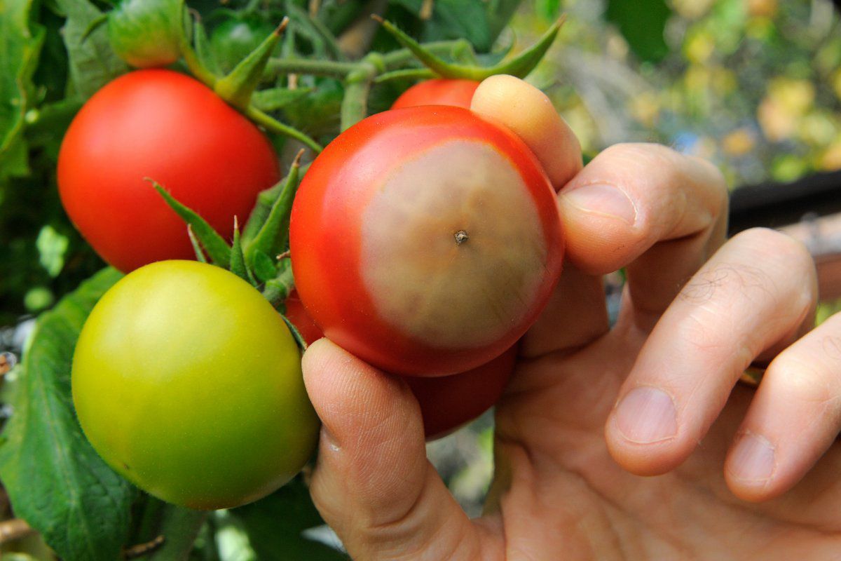 Вершинна гниль томатів — причини, порятунок та лікування. На щастя, боротися із захворюванням не дуже складно.