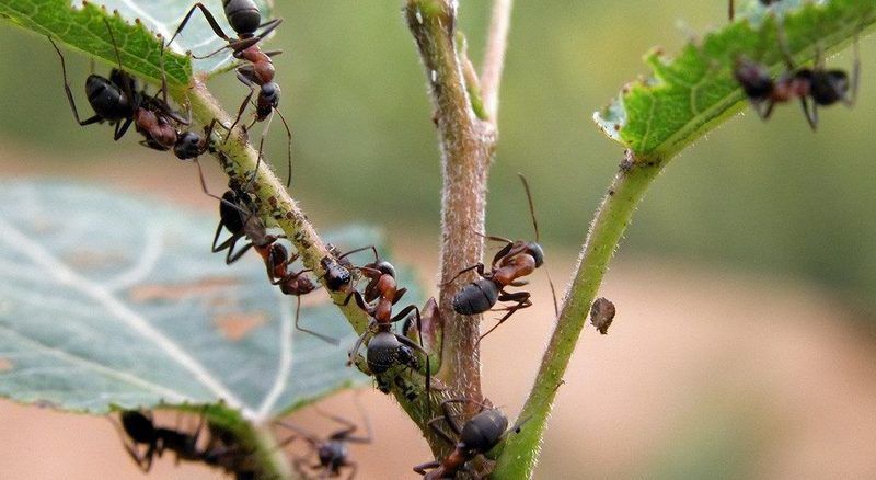 Як позбутися від мурашок на городі за допомогою манки. Ефективний спосіб боротьби з мурахами за допомогою манки.