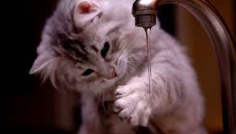 Чому кішка чіпає лапою воду?. У кішок багато цікавих і водночас дивних, не зрозумілих нам звичок.