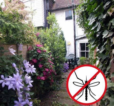 8 лікарських рослин, які відженуть комарів від вашої ділянки. Настирливі комарі здатні зіпсувати найкращі і ретельно сплановані посиденьки на природі.