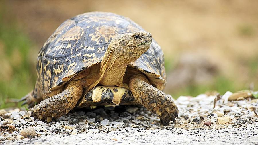 Нове дослідження: черепахи можуть жити без кисню кілька місяців. Виявилося, що низькі рівні кисню, що впливають на ембріони черепах, в майбутньому дають їм можливість існувати без дихання кілька місяців.