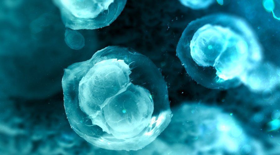 Справжній прорив: вчені створили стовбурові клітини ембріона з клітин шкіри. Ймовірно, це дозволить у майбутньому створювати цілісні ембріони з клітин шкіри людини без необхідності запліднення яйцеклітин.