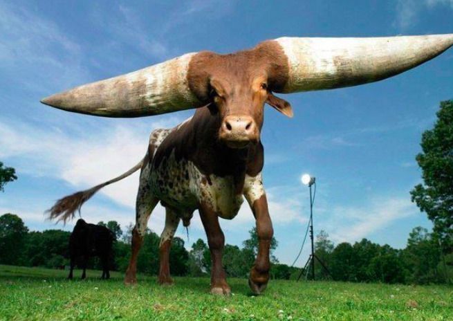 Африканська корова стала рекордсменом завдяки найбільшим рогам у світі. Серед тварин теж є рекордсмени. Наприклад, ця корова, у якої найбільші роги у світі.