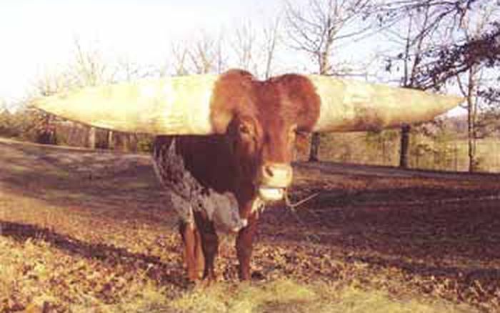 Африканська корова стала рекордсменом завдяки найбільшим рогам у світі. Серед тварин теж є рекордсмени. Наприклад, ця корова, у якої найбільші роги у світі.