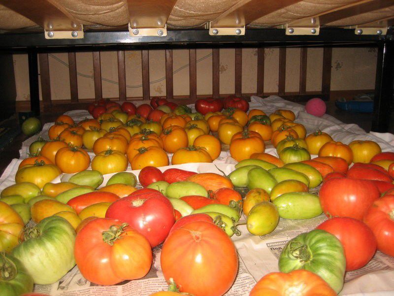 Помідори: як правильно збирати та зберігати урожай?. В зборі та зберіганні врожаю томатів є кілька нюансів.