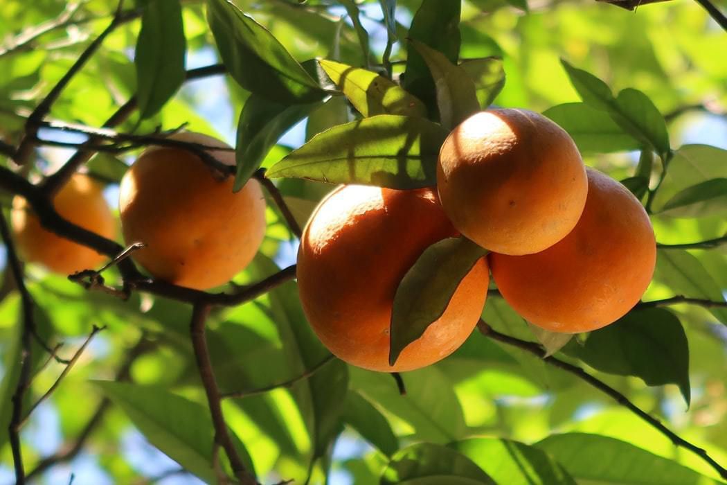 Користь і шкода абрикосів для здоров'я. Абрикос — це не тільки смачний фрукт, але і дуже корисний. У ньому міститься цілий ряд корисних речовин, необхідних людському організму. Варто враховувати й те, що абрикоси можуть нашкодити здоров'ю.