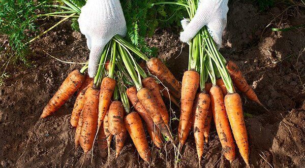 Чим підживити моркву для швидкого росту і дозрівання: 6 перевірених рецептів. Морква – культура невибаглива і з її вирощуванням впорається будь-який новачок в садовій справі, однак, якщо ґрунт бідний на поживні речовини, то можна зіткнутися з рядом проблем.