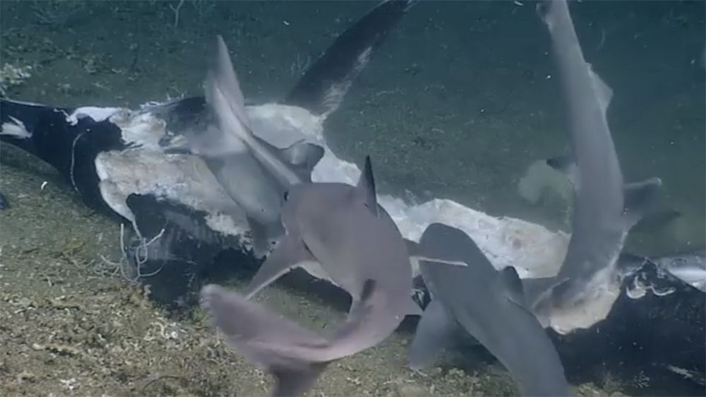 На поїдання двометрової страви у акул пішла одна хвилина, але без несподіваного повороту не обійшлося. Вчені зняли на відео такий швидкий обід, що стає страшно.