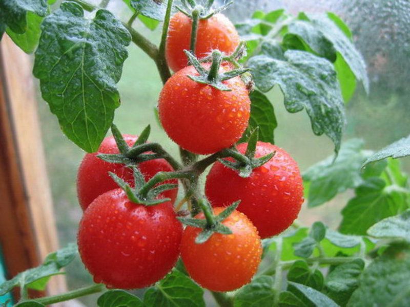 Як правильно і як часто необхідно поливати помідори, щоб отримати гарний урожай. Норми витрати води на кожному етапі розвитку томату давно визначені.