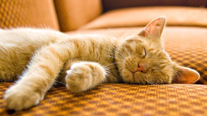Чому котам подобається валеріана і чи корисна вона для них?. Сіамська порода котів – найстійкіша до запаху валеріани лікарської.