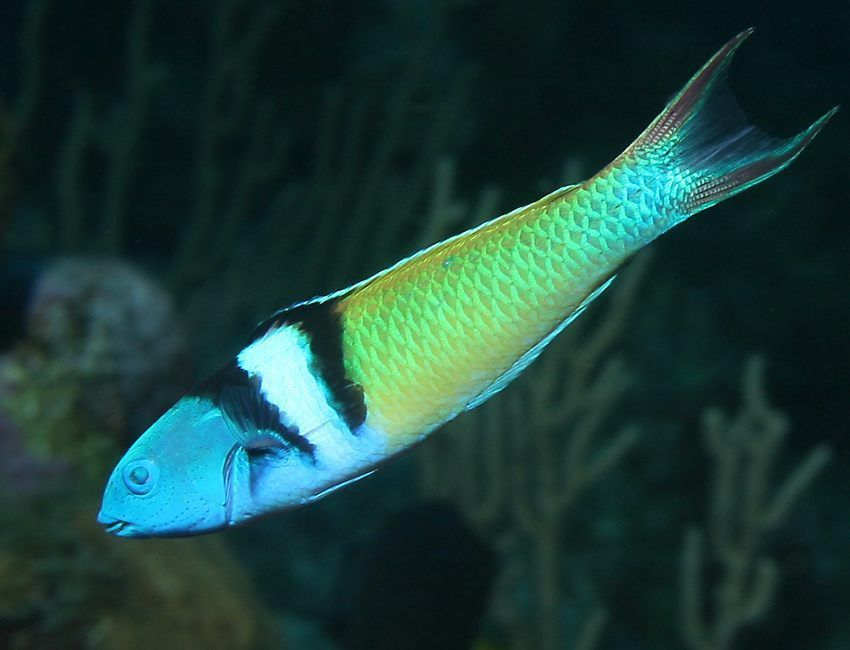 Деякі риби можуть змінювати стать: вчені з'ясували причини. Дослідники розкрили секрет механізму зміни статі в одного з 500 видів риб, які схильні до цього.