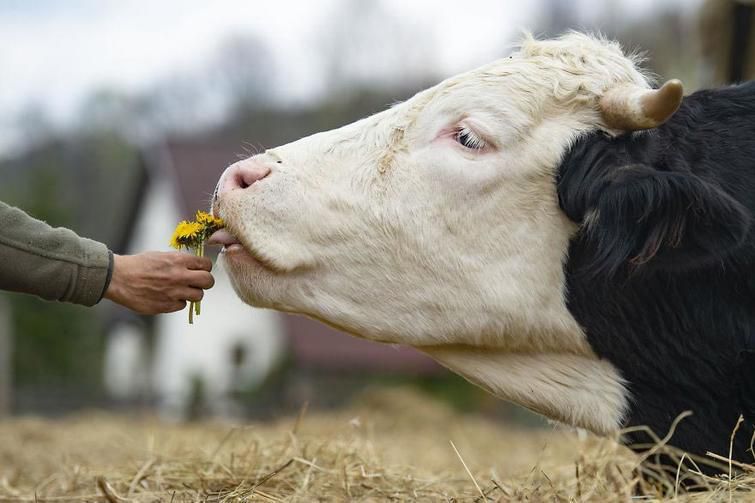 Все ще їсте яловичину? Ці факти доведуть вам, що корови — неймовірні істоти. Не лише кішки й собаки гідні любові.