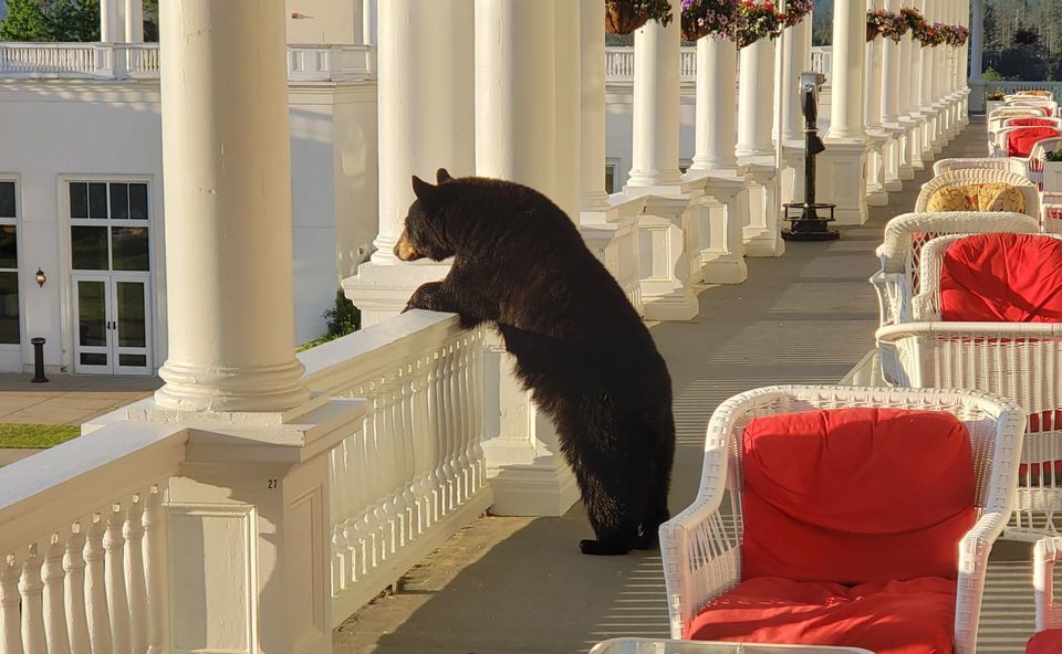 Фото, на якому дикий ведмідь зупинився помилуватися сходом сонця, стало вірусним. Соцмережі в захваті від вірусного знімка молодого ведмедя, який любується заходом сонця з готелю.