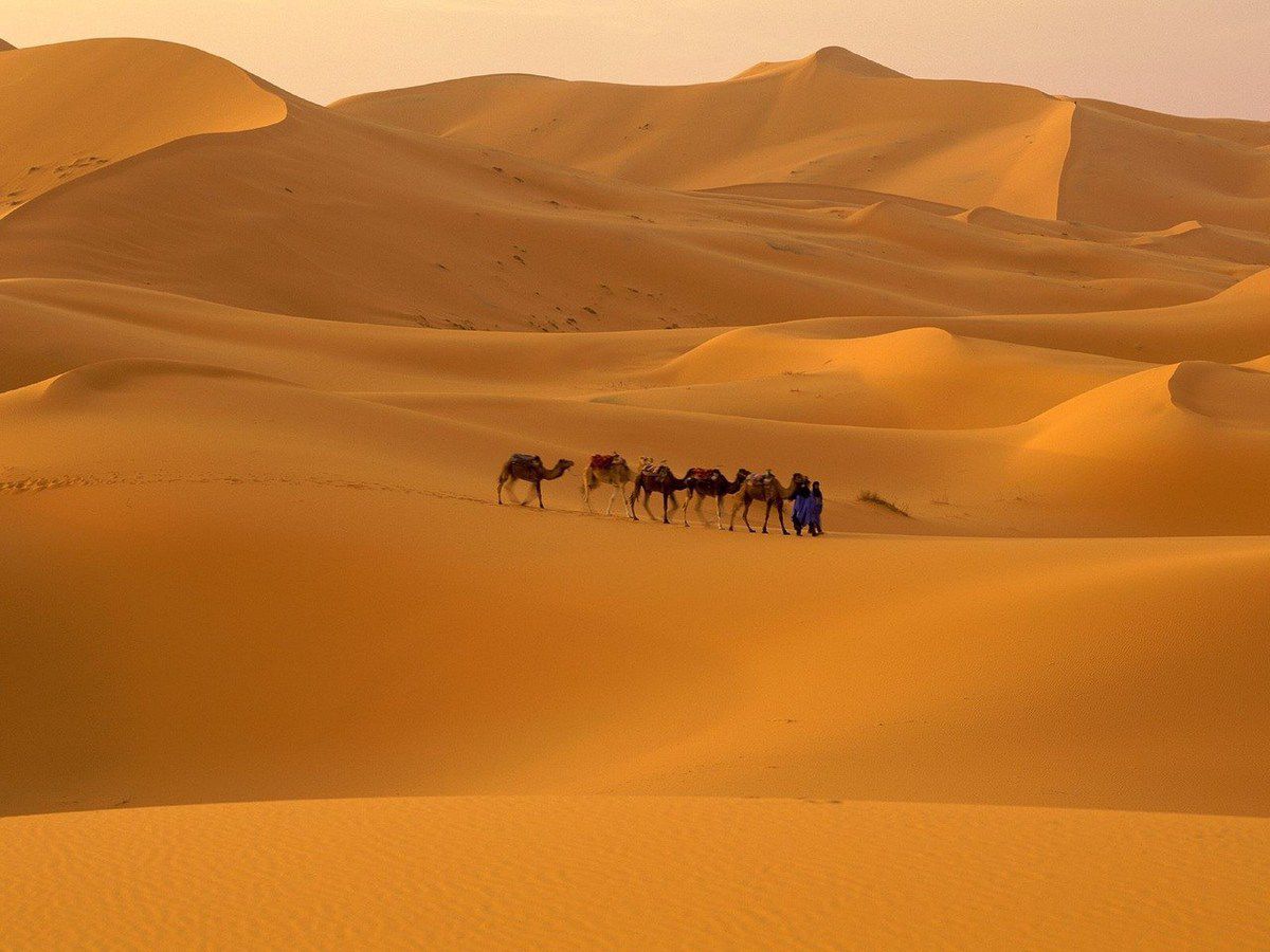 Пустеля Сахара була морем, в якому жили найбільші у світі істоти — висновки вчених. Водойма покривала три тисячі квадратних кілометрів суші.