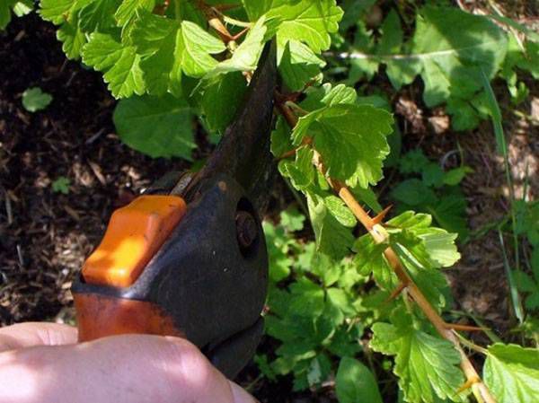 Навіщо обрізати аґрус в липні. Багато садівники допускають помилку, дозволяючи кущам аґрусу рости, як йому захочеться, вважаючи, що чим більше на кущах буде гілок і листя, тим вищий урожай.