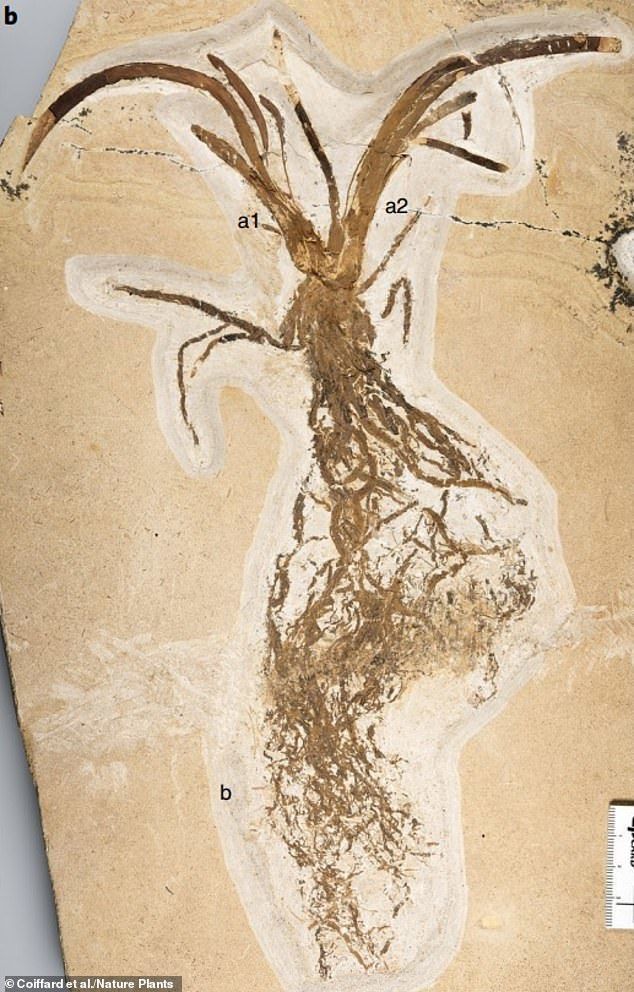 У Берліні виявили лілію віком понад 110 мільйонів років. Це одна з найдавніших однодольних рослин.
