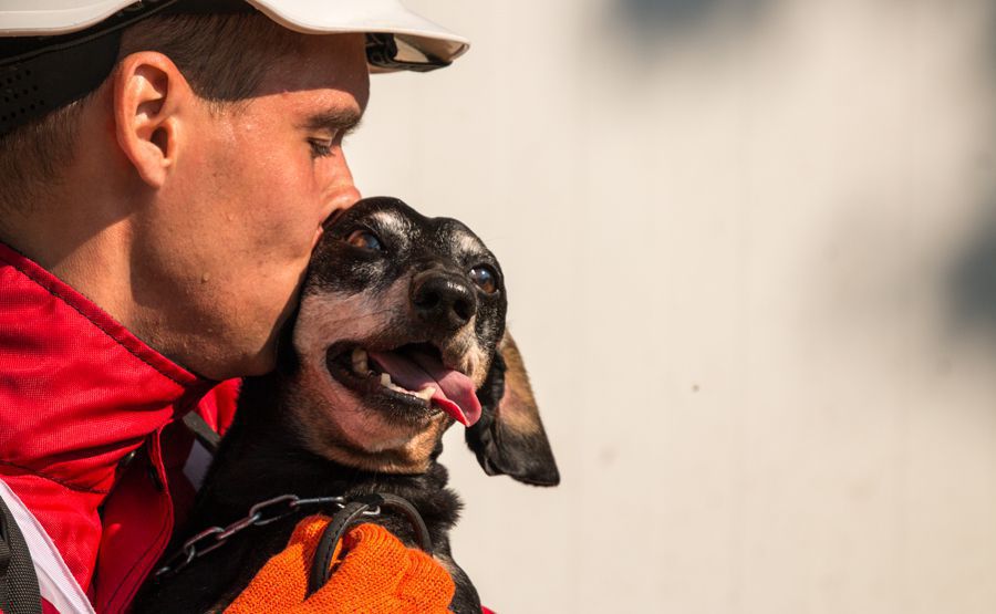 Українські собаки-рятувальники ввійшли до сотні кращих у світі. Кінологічні групи українських рятувальників ввійшли до сотні кращих у світі за версією Міжнародної організації рятувальних собак.
