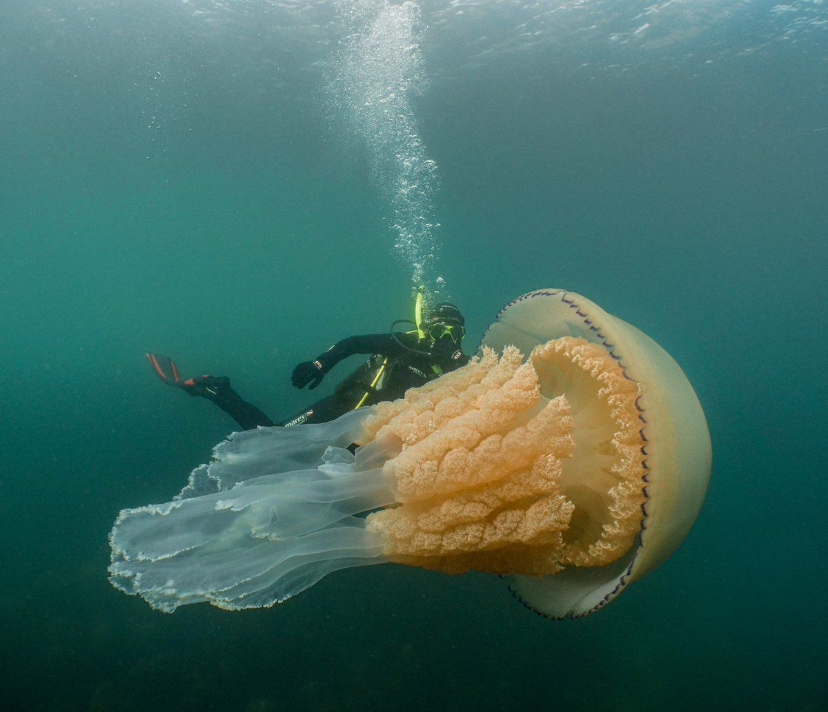 Дайвери сфоткали медузу, яка своїм розміром лякає людей. Вона вас не з'їсть, але парочку фобій точно додасть.