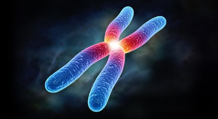Людські хромосоми: чому саме 23 пари?. Саме 23 пари хромосом, а не інша їх кількість, дозволили людям розвиватись не так, як предки.