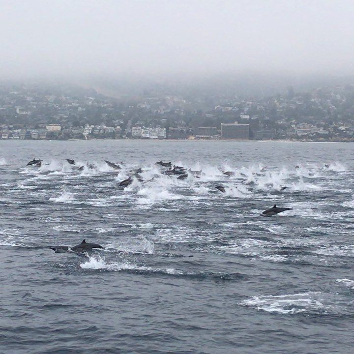 Неймовірне видовище зняли на відео, де величезна зграя дельфінів, плавала, вистрибуючи з води. Зграя дельфінів пропливла біля берегів Каліфорнії.