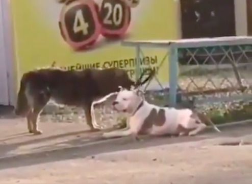 Бродячий пес намагався врятувати прив'язаного до паркану пітбуля. Але не тут-то було!