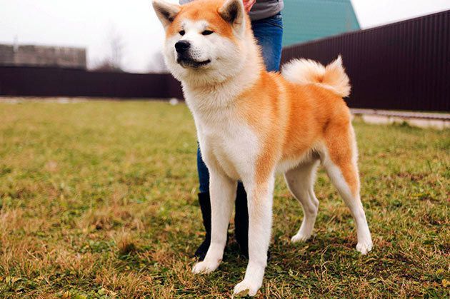 Акіта-іну: японська порода собак, яку ви полюбите всією душею. Хочете завести такого вихованця? Дізнайтеся, як за ним доглядати.