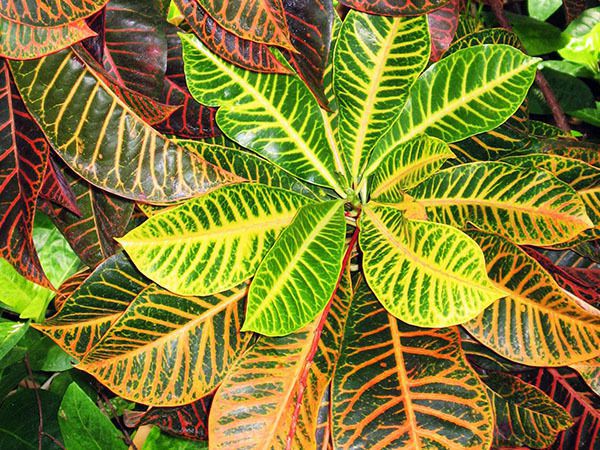15 кімнатних рослин з найкрасивішим листям – неодмінно будуть радувати вас цілий рік. Фото і опис у нашому матеріалі.