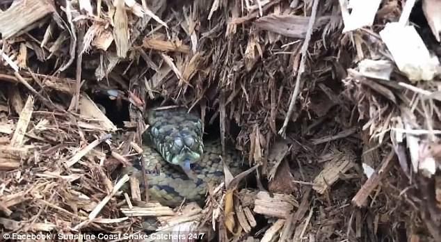 Змія чудово замаскувалася серед компосту — і ви ніколи не зможете її знайти. Знаходження замаскованої змії — одне з найбільших захоплень в Австралії — але можливо це дуже хитромудра змія.