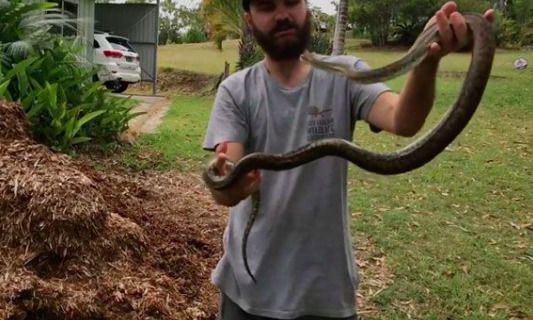 Змія чудово замаскувалася серед компосту — і ви ніколи не зможете її знайти. Знаходження замаскованої змії — одне з найбільших захоплень в Австралії — але можливо це дуже хитромудра змія.