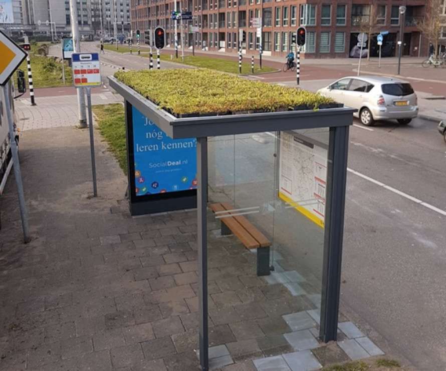 У Голландії дахи автобусних зупинок перетворили на плантації для бджіл. Близько 316 автобусних зупинок міста були засаджені седумами, щоб допомогти медоносним бджолам і джмелям.