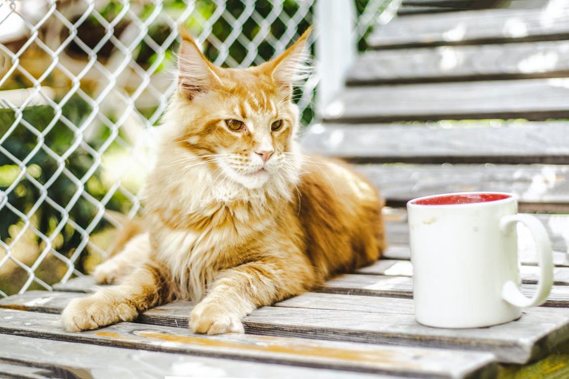 Як відучити кота від сухого корму. Якщо ваша кішка їсть винятковий корм, це загрожує негативними наслідками.