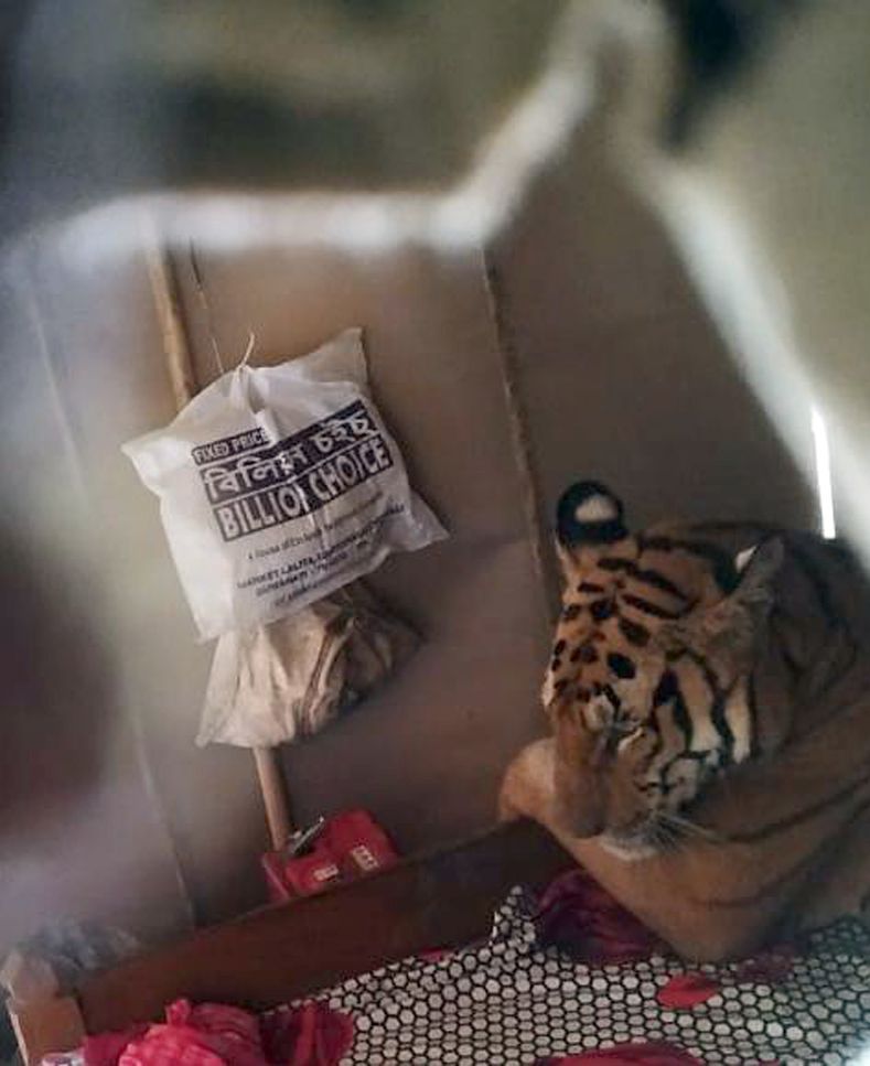 Чоловік знайшов тигрицю у себе в ліжку, вона втікла від смертельної небезпеки, але дуже втомилася і вирішив прилягти. Довелося організовувати операцію з порятунку.