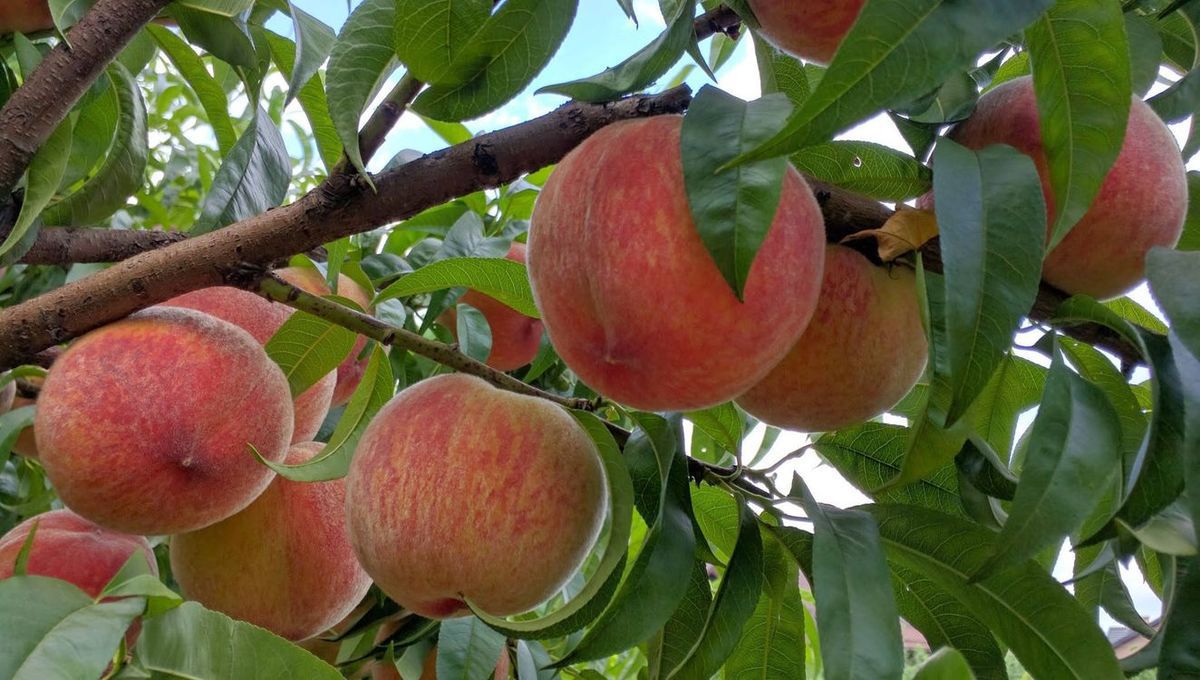 Кілька хитрощів, які допоможуть збільшити врожайність персикових дерев. Персиків виросте багато за декількох умов.