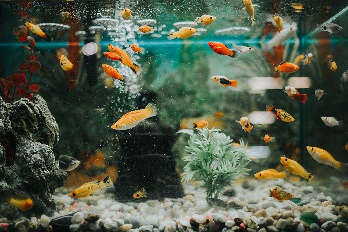 Акваріумні рибки: які обрати і як за ними доглядати. Якщо ви в частих поїздках або у вас напружений графік роботи – рибки точно ваш варіант.