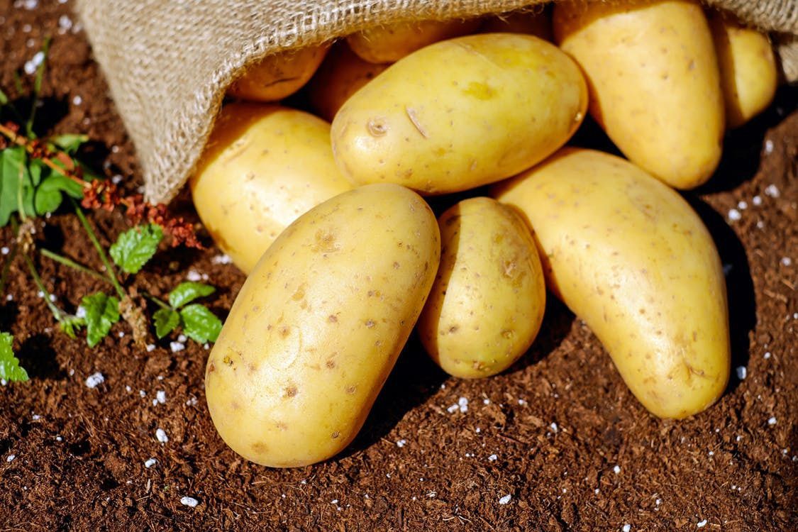 Проросла зелена картопля може отруїти худобу. Що таке соланін та в чому його небезпека, як лікувати отруєння соланіном.