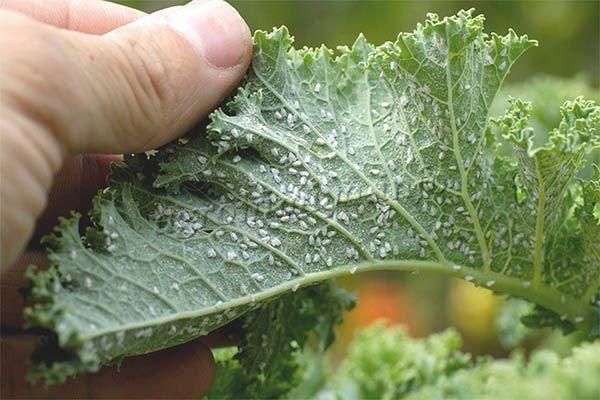 Попелиця на огірках: ефективні народні засоби боротьби зі шкідниками, які допоможуть зберегти врожай. У липні на огірки у відкритому ґрунті може напасти попелиця.