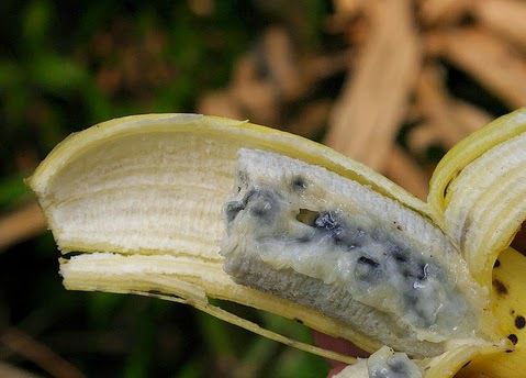 В Південній Америці поширилася грибкова інфекція бананів: весь врожай було знищено. Через поширення епідемії паразитичного гриба по Латинській Америці експерти побоюються світового зростання цін на банани.