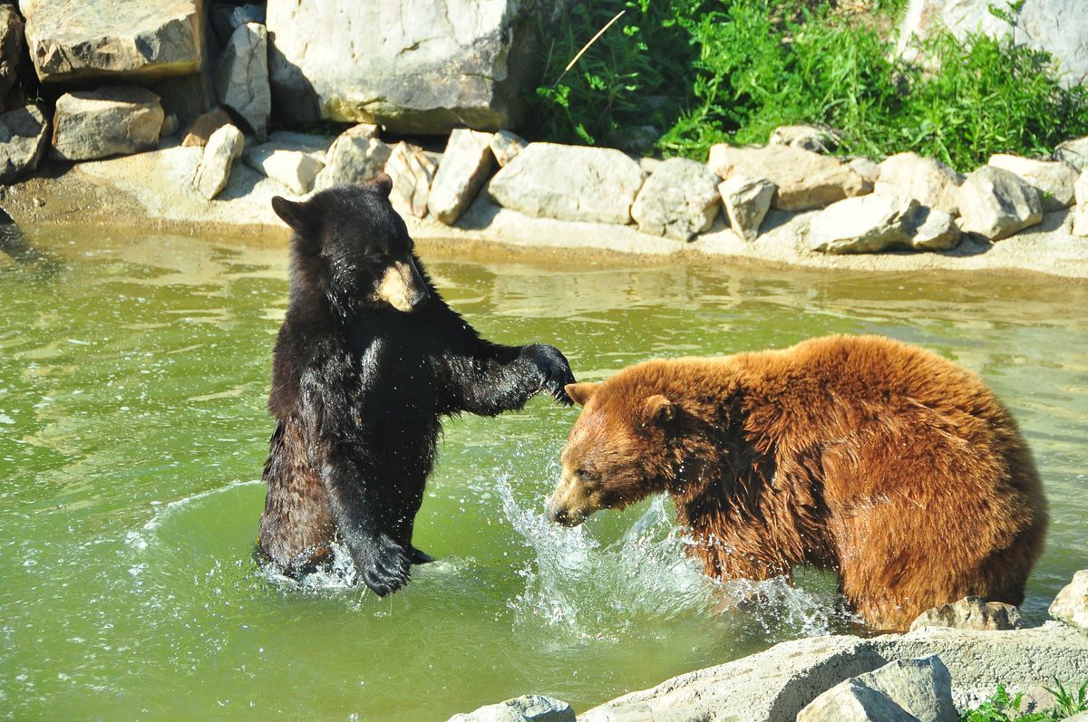 У США ведмідь напав на співробітницю будинки відпочинку. Гімалайський ведмідь вкусив робітницю будинку відпочинку Nemacolin Woodlands Resort.
