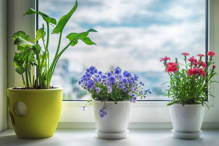 Кімнатні рослини в будинку по фен-шуй: поради та рекомендації. Відсутність квітів в домі вважається поганим знаком.