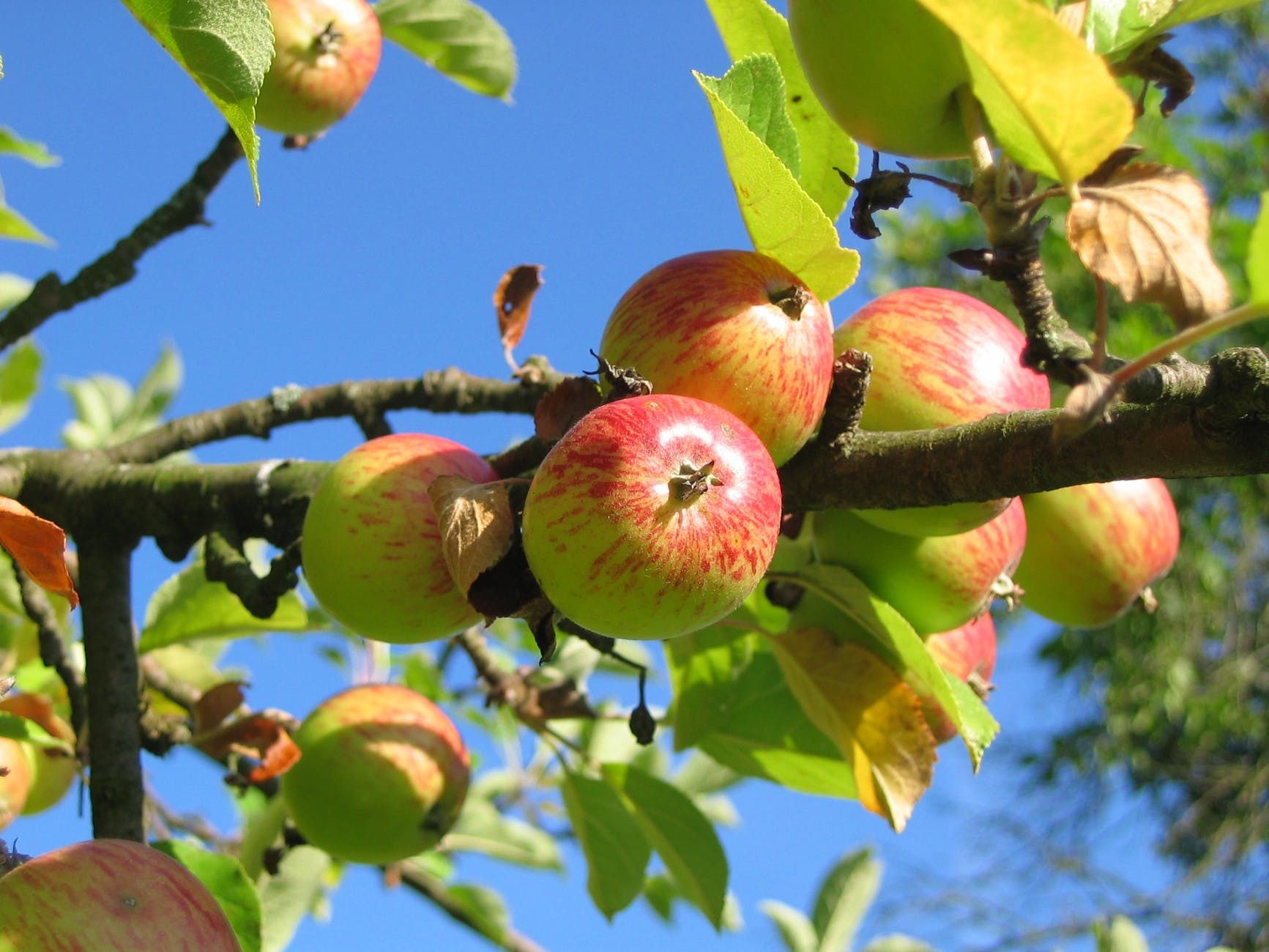 Навіщо вбивають іржавий цвях у яблуню. Старі перевірені способи, як змусити яблуню чи грушу почати плодоносити. Чи працюють вони, або є всього лише пережитками минулого.