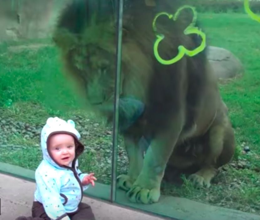 Тільки подивіться як лев у зоопарку грається з малечею. Дуже миле відео!